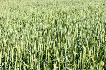 Young green wheat on the field