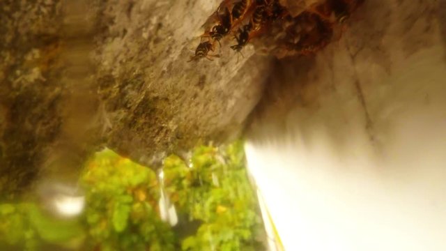 From Roof Dropping Rain Under Cornice Wasp Hide in Nest Close up