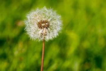 The common dandelion in the field