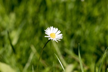 Daisy flower with a blank space for text