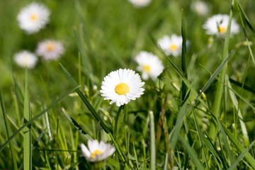 Daisy flower on a meadow