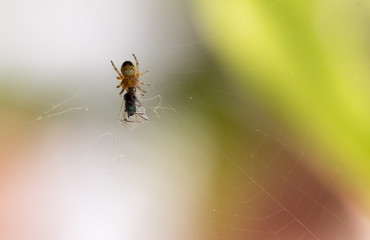 Little 3 mm spider eats a fly