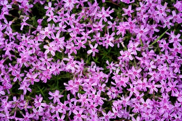 Pink moss/ nature/ background
