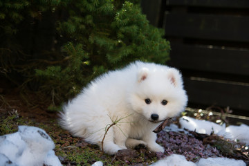 Fototapeta premium Puppy sitting