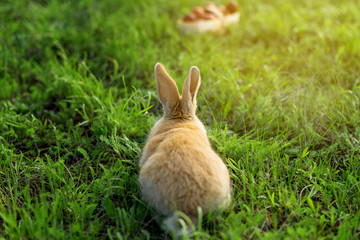 Rabbit red dwarf sits with his back. Where the ears grow?! Catch behind the ears.	