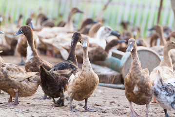 Ducks in farm, traditional farming in Thailand