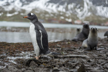 Penhuin Plus Friends