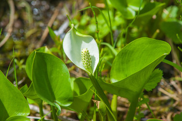 Water Arum (Calla palustris)