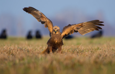 Western Marsh Harrier posing with spreaded wings in the morning
