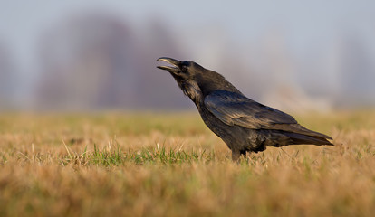 Common Raven cries very loudly in the early morning