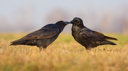 Pair of Common Ravens kiss and groom each other in the morning 