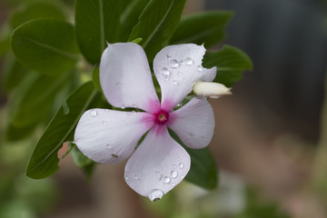 Amazing flowers and plants. Macro and not only