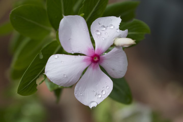 Amazing flowers and plants. Macro and not only