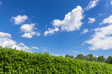 Fototapeta na wymiar Hedge against the sky
