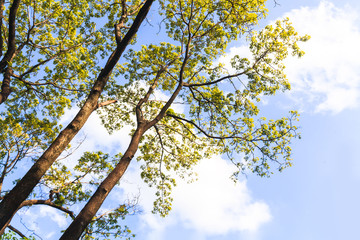 Green trees in beautiful park under the blue sky
