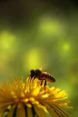 Bee