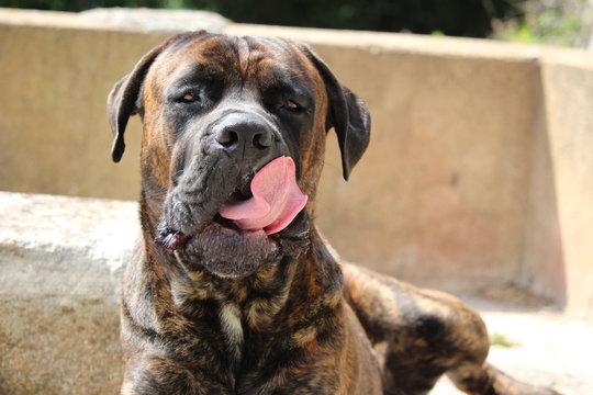 chien qui se m&egrave;che les babines : cane corso