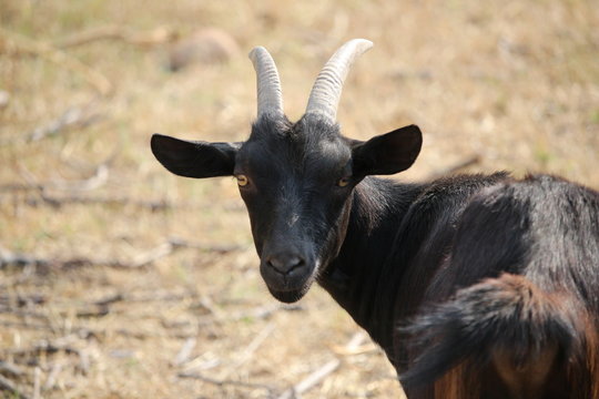 portrait de ch&egrave;vre