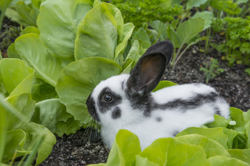 Naklejka premium Little rabbit eating salad in the garden