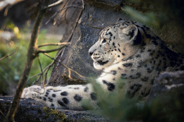 Fototapeta na wymiar Adult snow leopard resting in the undergrowth