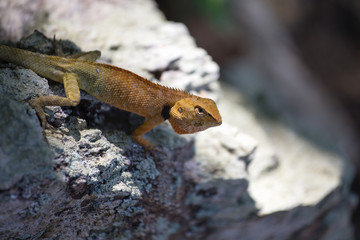 Lizard on the stone,Thailand