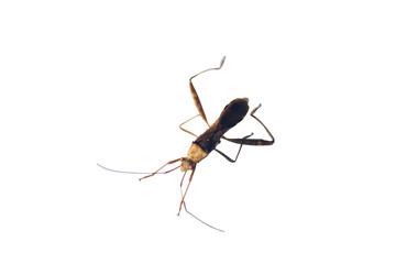 insect