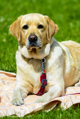 Labrador. Smiling labrador dog. Labrador dog outdoors