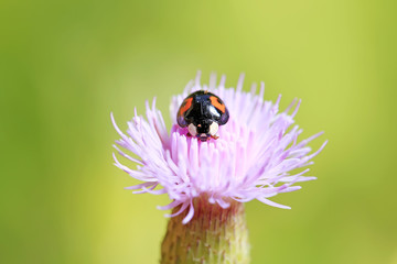 Ladybird