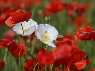 Obraz premium Two white poppy flowers between red poppies on a meadow.