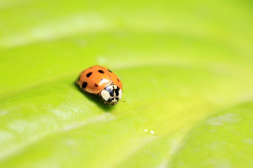 Ladybird