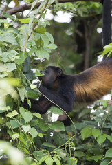 Howler Monkey - Costa Rican Wildlife