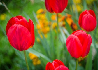 Obraz premium Red nice tulips