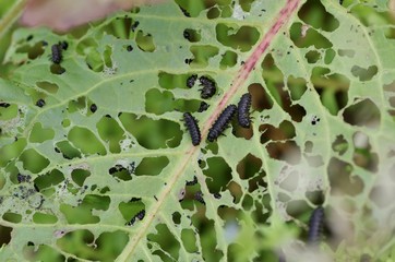 食物を食べ尽くす虫の群れ