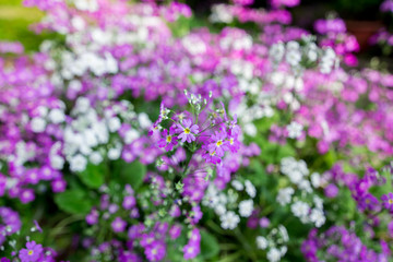 Purple wild flower field near mountain in Chiang Mai, Thailand.
