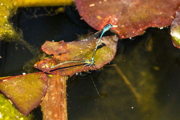 Hufeisen-Azurjungfer, Coenagrion puella, bei der Paarung