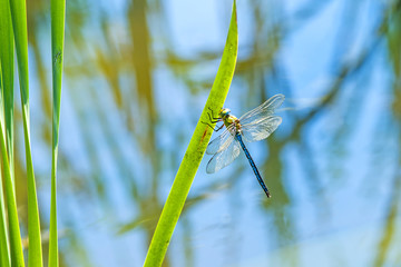 Große Königslibelle, Anax imperator