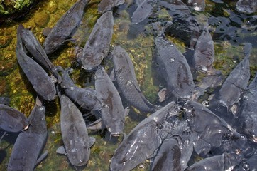 大量の黒い鯉の群れ