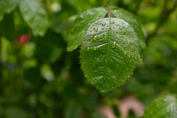 Leaves of a rose in drops of water after a rain