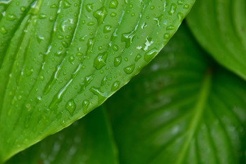 The leaves of the host plant, after the rain