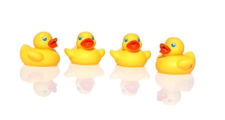 Four yellow ducks swimming