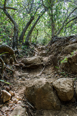 Iao Valley Path