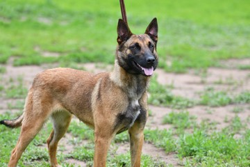 Belgian Shepherd Malinois