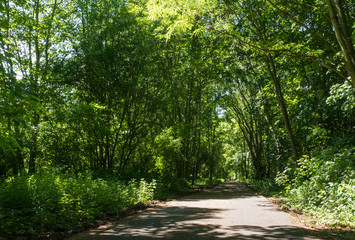 Asphalt road in green forest