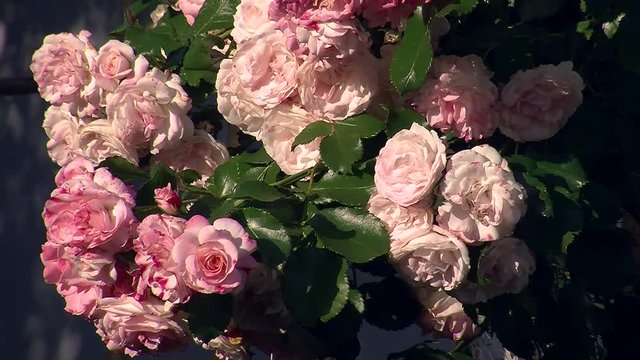 Prachtvoll bl&uuml;hen die rosa Rosen am Strauch