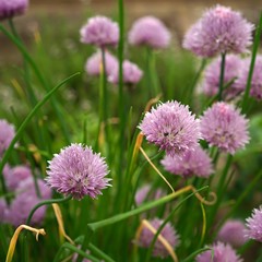Blühender Schnittlauch - allium schoenoprasum