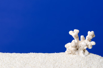 White coral on white sand with ultramarine background. Small skeleton of a seawater coral with...