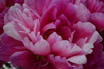 Peony