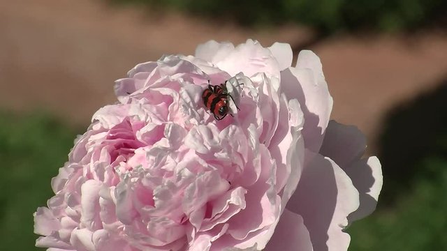 Gemeine Bienenk&auml;fer bei der Paarung auf einer hellrosa Pfingstrosenbl&uuml;te