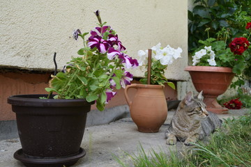 Fototapeta na wymiar tiger cat lying among the pots of flowers in the garden, potted petunias