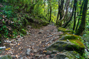 Trekking trail in the jungle to Annapurna base camp, Pokhara, Nepal
